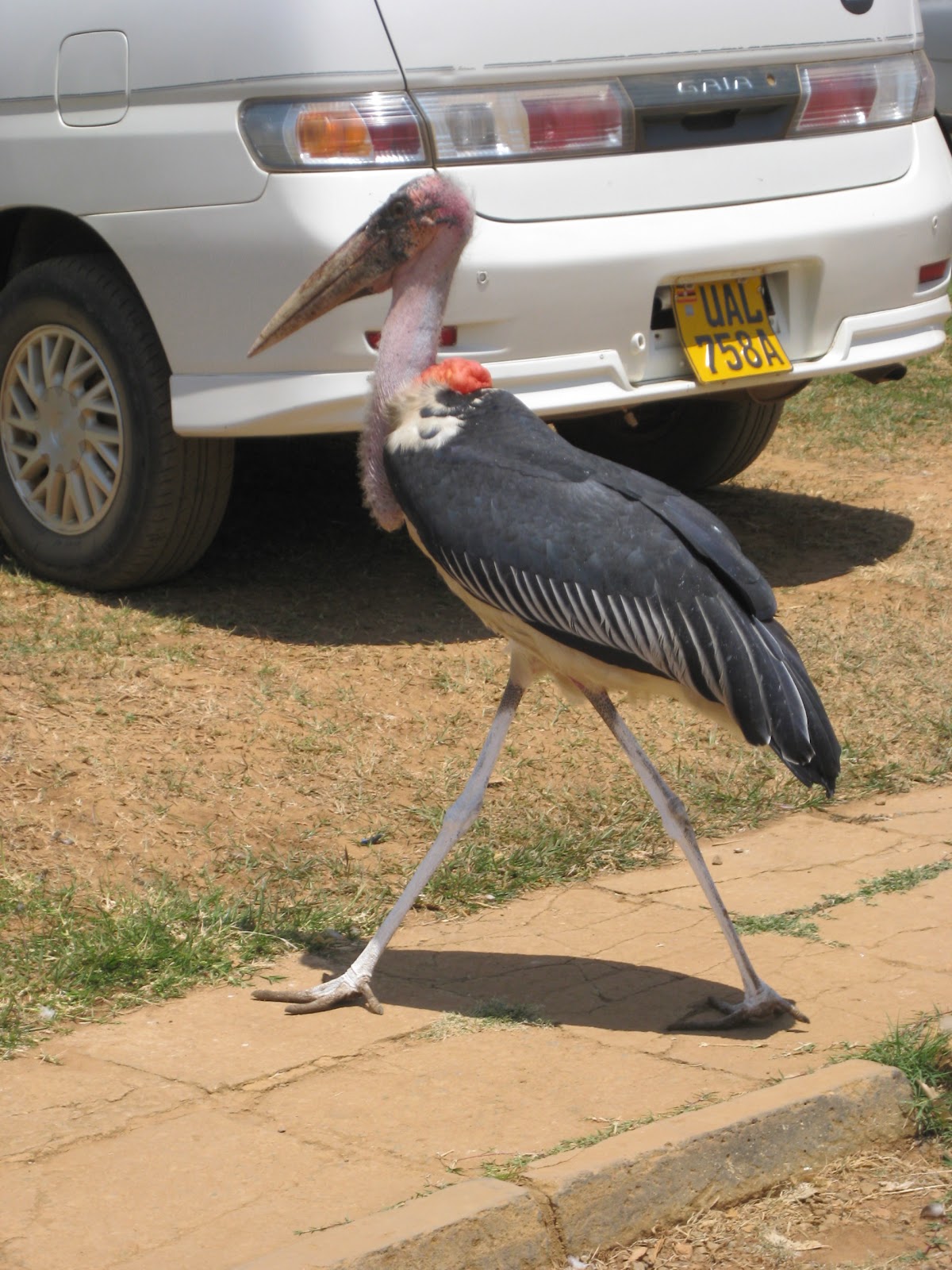 Marabou Stork Nightmares